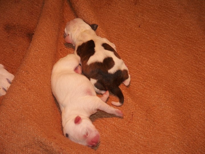 Rahzel's stars - Staffordshire Bull Terrier - Portée née le 10/06/2011