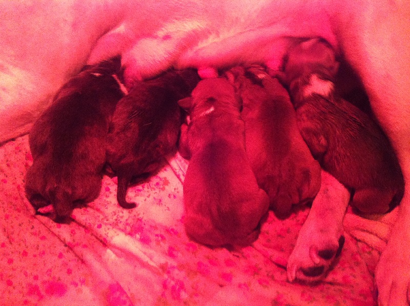 Rahzel's stars - Staffordshire Bull Terrier - Portée née le 16/02/2013
