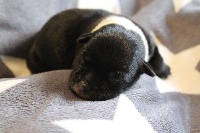 Rahzel's stars - Staffordshire Bull Terrier - Portée née le 14/09/2014