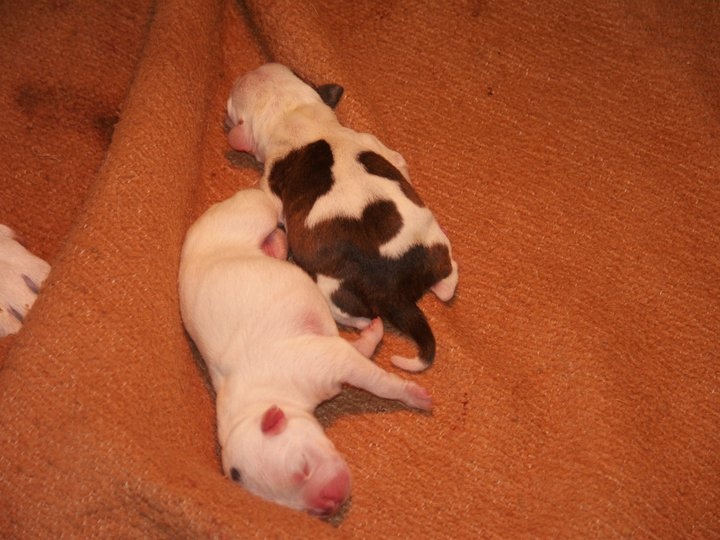 Chiot Staffordshire Bull Terrier Rahzel's stars